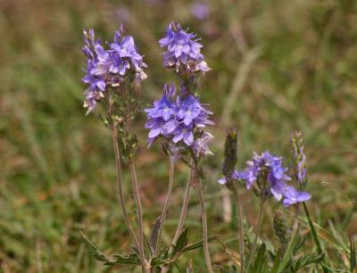 Прикрепленное изображение: zflIMGP6470.jpg